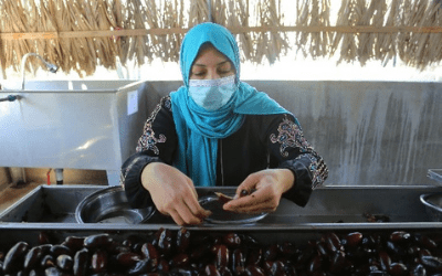 Mozna’s date business in Gaza a successful case study