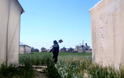 Recognising Women’s Roles in Agriculture in Palestine