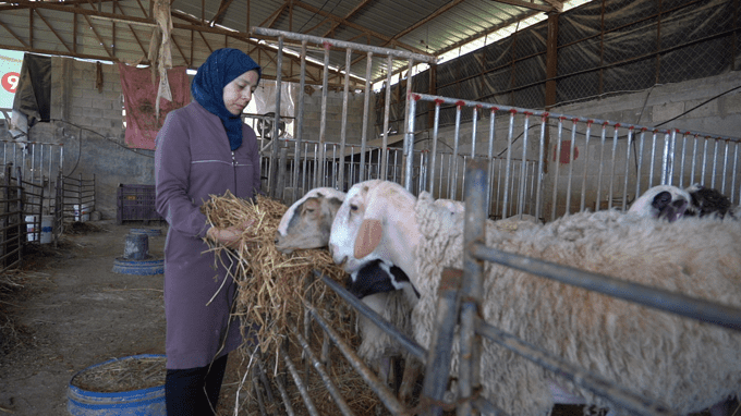 Women’s livelihoods in Palestine